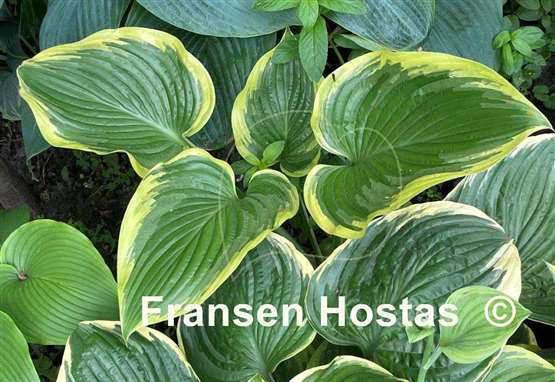 Hosta Nicky Sue Axmear